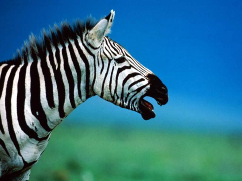 7art Stripy Zebras ScreenSaver 1.2 software screenshot