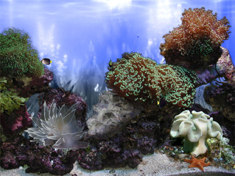 AR :: Amazing 3D Aquarium ADD-on  ::  Coral Landscape-1 1.00 software screenshot