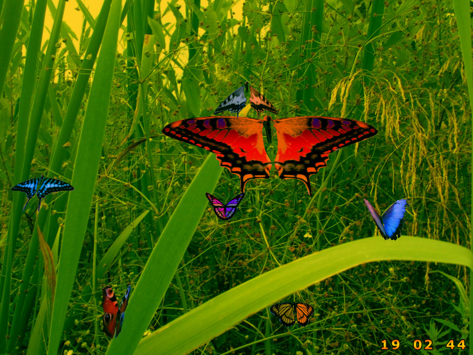 Amazing Butterflies screensaver 1.1 software screenshot