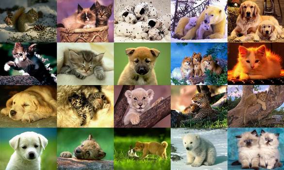 Animals Photo Screensaver Volume 3 1.0 software screenshot