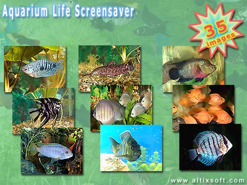 Aquarium Life Screensaver 3.2 software screenshot