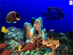 Aquatica 3D Fish Screen Saver 2.17 software screenshot
