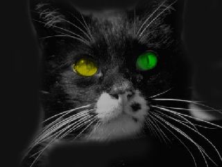 Beware the Black Cat Screensaver 2.0 software screenshot