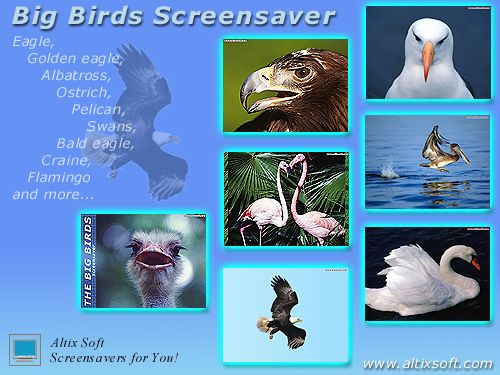 Big Birds Screensaver 1.0 software screenshot