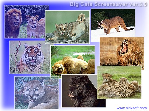 Big Cats Screensaver 3.1 software screenshot