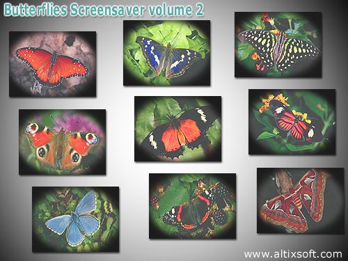 Butterflies Screensaver volume 2 1.2 software screenshot