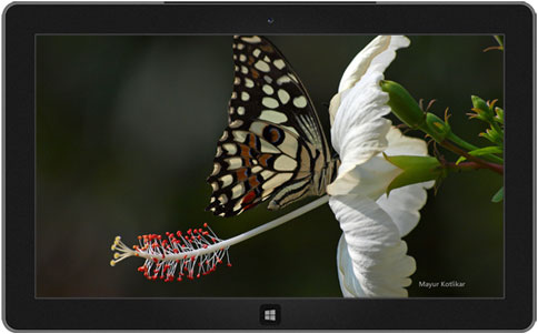 Butterflies of Nagpur Theme  software screenshot