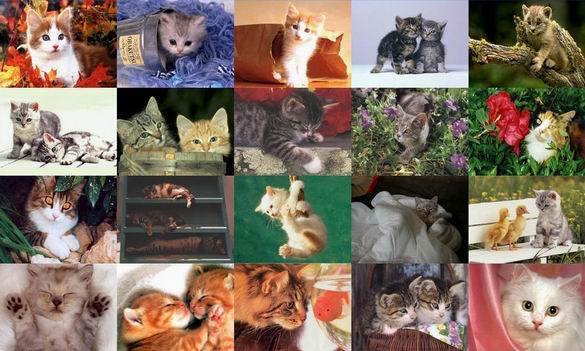 Cats Photo Screensaver 1.0 software screenshot