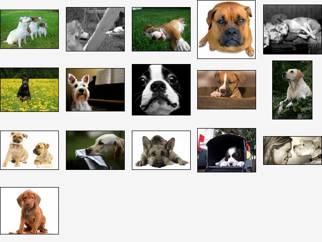 Doggone Doggies Screensaver 1.0 software screenshot
