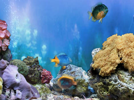 FP :: Amazing 3D Aquarium ADD-on  :: Chrysiptera - Fish Pack 1.00 software screenshot