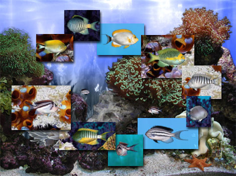 FP :: Amazing 3D Aquarium ADD-on  :: Genicanthus Fish Pack 1.00 software screenshot
