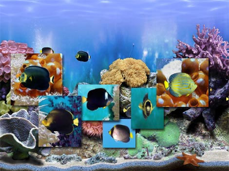 FP :: Amazing 3D Aquarium Free ADD-on  :: Chaetodontoplus Fish Pack 1.00 software screenshot