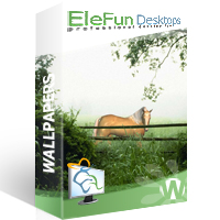 Horse in the mist - Animated Wallpaper for to mp4 4.39 software screenshot