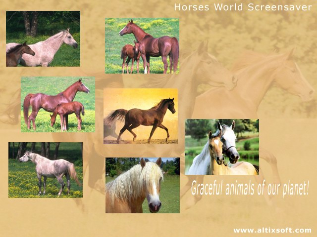 Horses World Screensaver 1.0 software screenshot