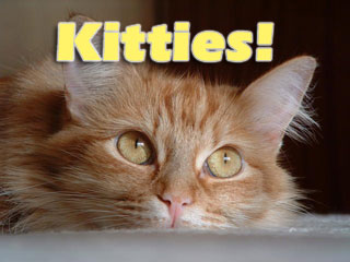 Kitties! Screen Saver 2.0 software screenshot