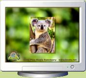 Koala Screen Saver 2.0 software screenshot