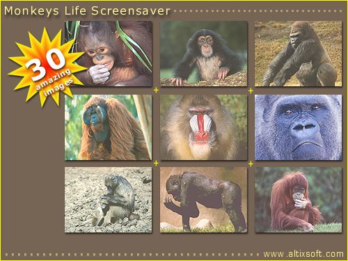 Monkeys Life Screensaver 1.0 software screenshot
