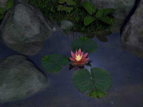 SS Water Lily - Animated 3D Screensaver 3.1 software screenshot
