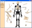 Skeleton - Bone Builder v1.2 software screenshot