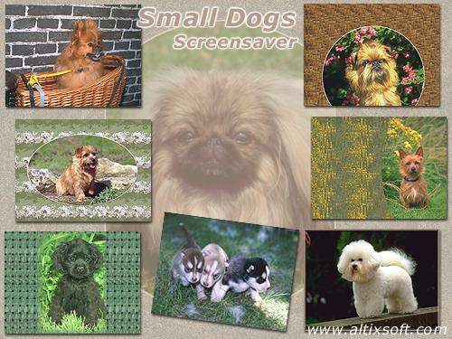 Small Dogs Screensaver 1.0 software screenshot