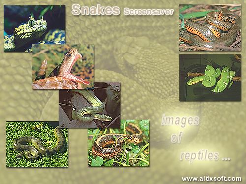 Snakes Screensaver 1.2b software screenshot