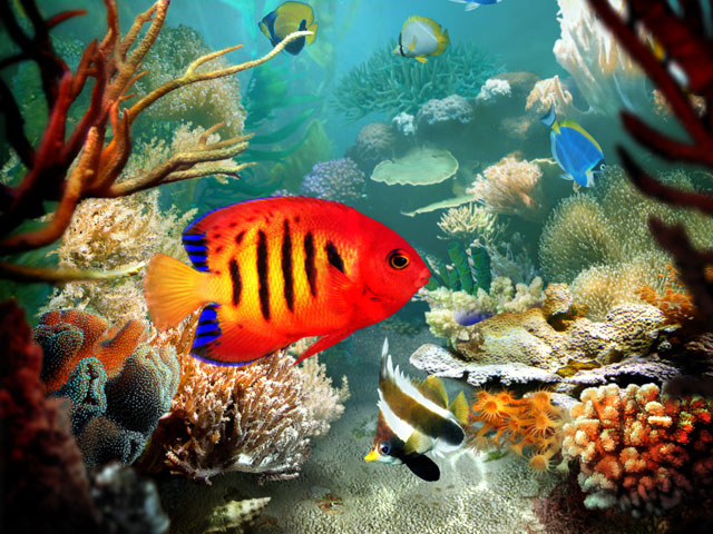 Tropical Fish 3D Screensaver 1.3 software screenshot