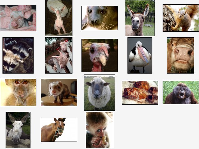 Wacky Animals Screensaver 1.0 software screenshot