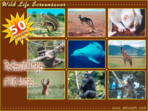 Wild Life Screensaver 1.1 software screenshot